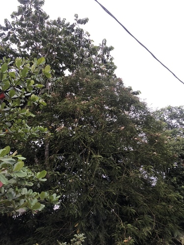 Pentaclethra macroloba - Leaves