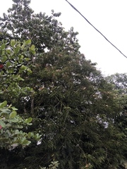 Pentaclethra macroloba