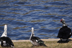 Cairina moschata domestica
