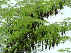 Lysiloma divaricatum