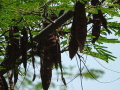 Lysiloma divaricatum