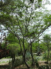 Lysiloma divaricatum