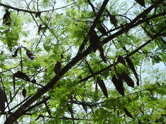 Lysiloma divaricatum