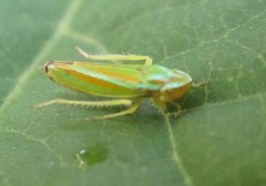 Graphocephala versuta