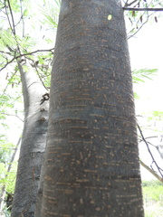 Lysiloma divaricatum