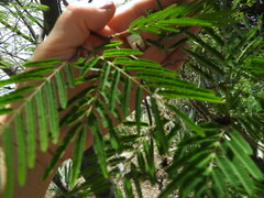 Lysiloma divaricatum