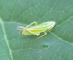 Graphocephala versuta