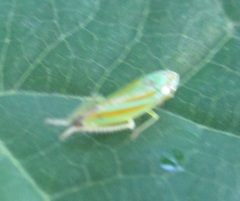 Graphocephala versuta