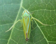 Graphocephala versuta