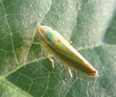 Graphocephala versuta