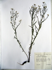 Dontostemon intermedius