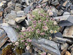 Erigeron humilis