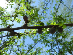 Bursera fagaroides