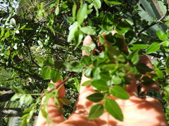 Bursera fagaroides