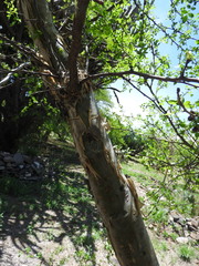 Bursera fagaroides