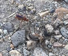 Tachypompilus unicolor