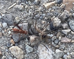 Tachypompilus unicolor