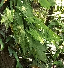 Pleopeltis polypodioides