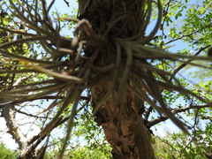 Tillandsia recurvata