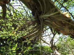 Tillandsia recurvata