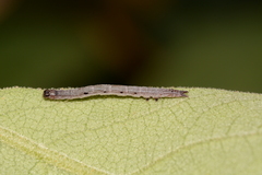 Gondysia