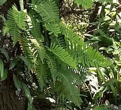 Pleopeltis polypodioides