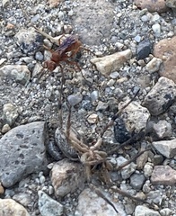 Tachypompilus unicolor