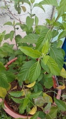 Dianthera secunda