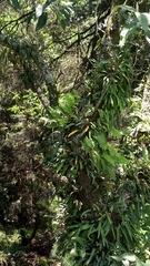 Pleopeltis polypodioides