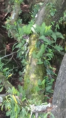 Pleopeltis polypodioides