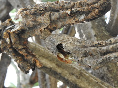 Myrtillocactus geometrizans