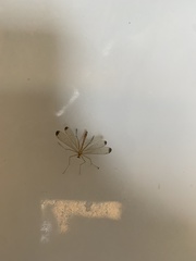 Hylobittacus apicalis