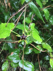 Gonolobus suberosus suberosus