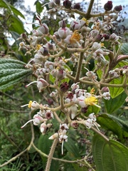 Miconia subseriata