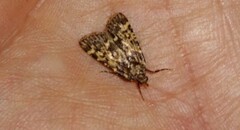 Aglossa cacamica
