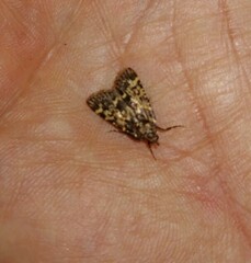 Aglossa cacamica