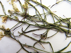 Dontostemon intermedius