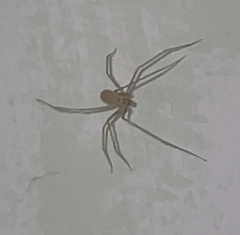 Spermophora senoculata