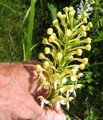 Platanthera × bicolor