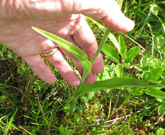 Platanthera × bicolor