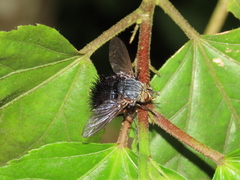 Jurinella