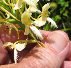 Platanthera × bicolor