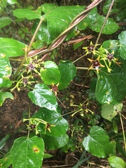 Gonolobus suberosus suberosus