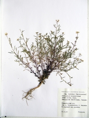 Dontostemon intermedius