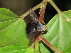 Jurinella