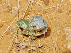 Asclepias nummularia