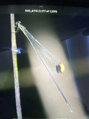 Mecistogaster ornata