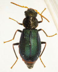 Collops cribrosus