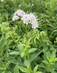 Valeriana capitata