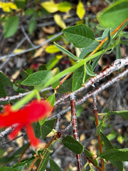Penstemon rostriflorus